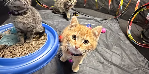 Adoption Meet and Greet 