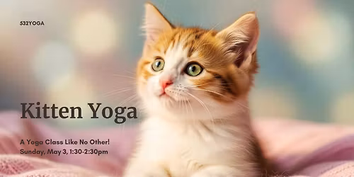 Kitten Yoga