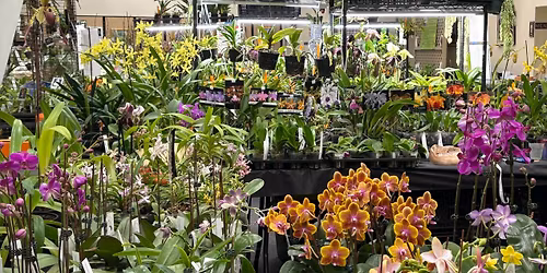 Long Island Orchid Festival