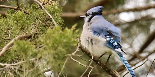 World Migratory Bird Day