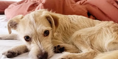 Wags & Walks Adoption Event at The Shops at Sportsmen\u2019s Lodge