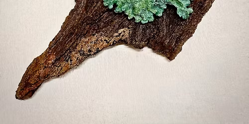 Member's Spotlight Exhibition: Teresa Olavarria: Lichen