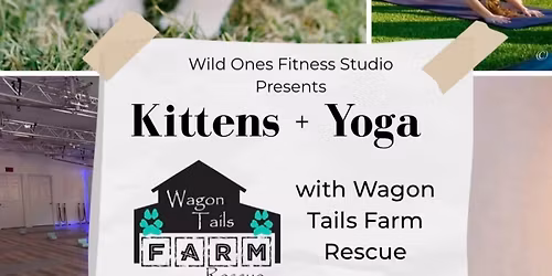 Kitten Yoga