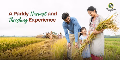 A Paddy Harvest and Thrashing Experience
