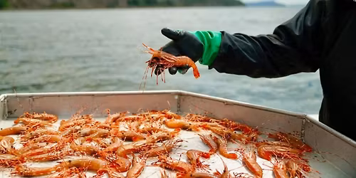 Spot Prawn Day