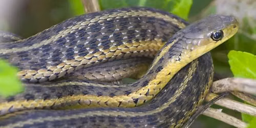 Reptile Encounters with Loudoun County Public Library