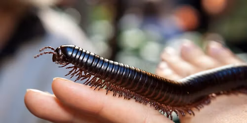 InsectPalooza - The Art and Magical Science of Arthropods