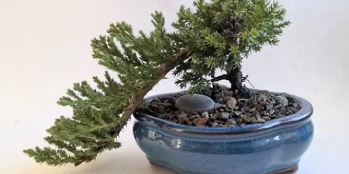 Bonsai 101 + Sip Workshop at CanalSide Food + Drink