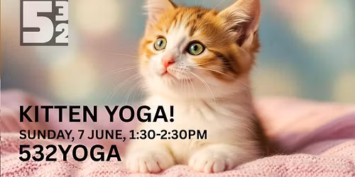 Kitten Yoga