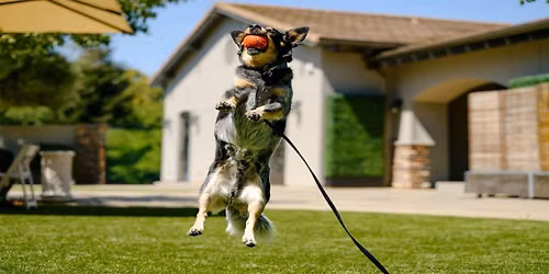 Wag, Wine and Dine: A Culinary Adventure for Pups and their People at The Meritage Resort and Spa