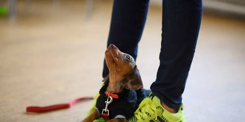 Summer Puppy Training School SW1 Five-Week Course