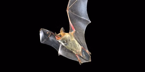 Going Batty at the Nature Center