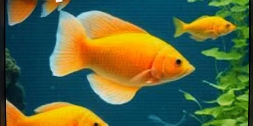 ORNAMENTAL FISH AQUARIUM FOR KIDS