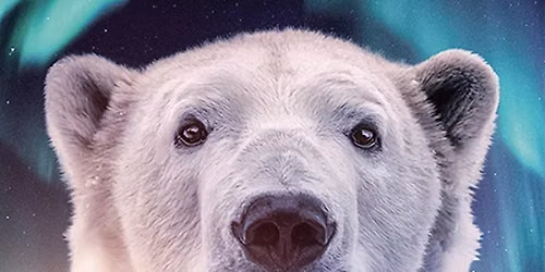 FREE FILM SCREENING: THE ARCTIC: OUR LAST GREAT WILDERNESS