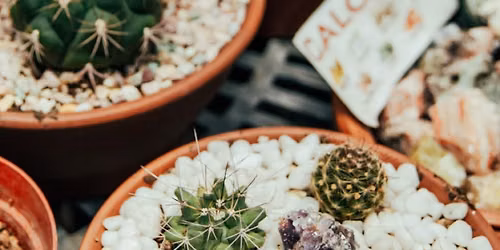 Tohono Chul Announces Plant and Sip Experience JULY 17