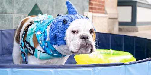 Dog Days of Summer Beach Bash