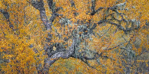 Glen Affric Autumn Woodland & Intimate Landscape Photography Workshop