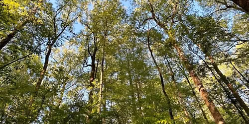 Guided Forest Bathing with Chattahoochee Nature Center