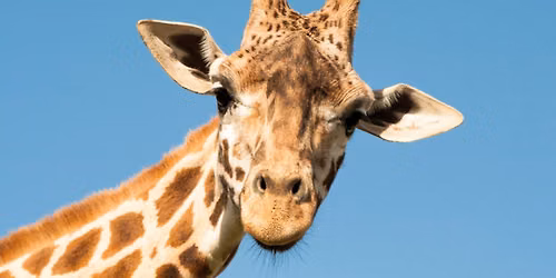 Celebrate Native American & Alaska Native heritage during Sunset at the Zoo