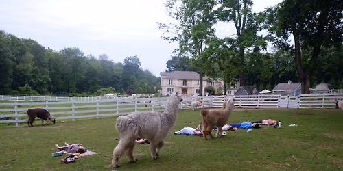 Sunset Llama Yoga