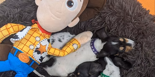 Toy Story Themed Puppy Yoga, Tickets at Paw Yoga Manchester