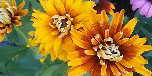 Edwardsville Garden Club - Program \u2013 Resources for Gardeners Saturday August 8, 2026 12:00 \u2013 1:00pm
