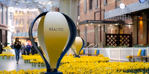 Daffodil Day Returns to the Rialto Piazza
