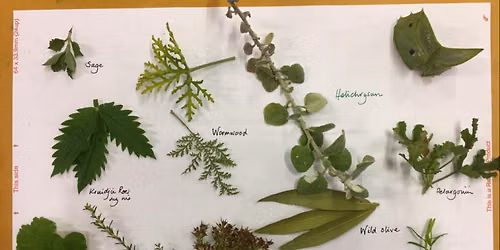 Fynbos Medicinal Plant Workhop