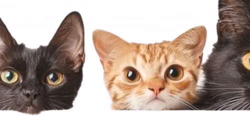 Cat & Kitten Adoption Event - Kahoots Rancho Penasquitos
