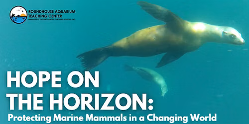 Hope on the Horizon: Protecting Marine Mammals in a Changing World