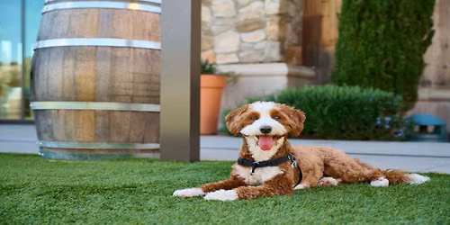 Yappy Hour at Olive and Hay: Barksgiving
