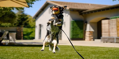 Wag, Wine and Dine: A Culinary Adventure for Pups and their People at The Meritage Resort and Spa