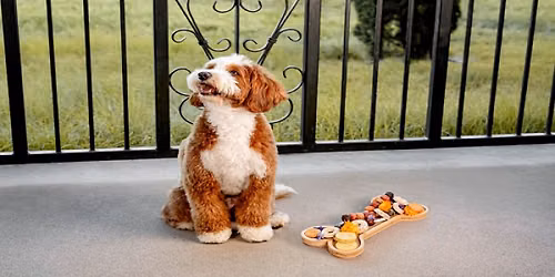 Yappy Hour at The Meritage: Barksgiving