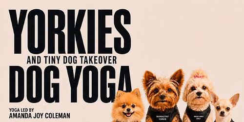 Yoga Yorkie + Tiny Dog Takeover