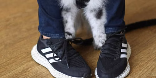 Puppy Training School SW1 Five-Week Course