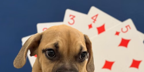Houston Humane Society's 2nd Annual Hearts for Hounds Poker Tournament