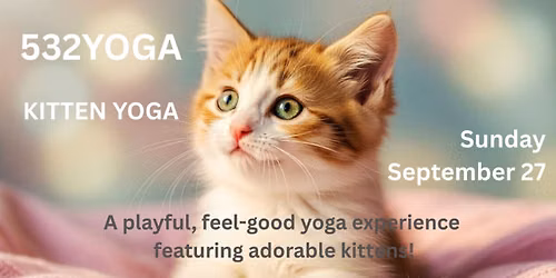 Kitten Yoga!
