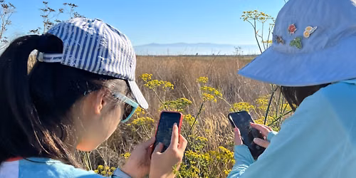 Fall Baylands Bioblitz with Environmental Volunteers