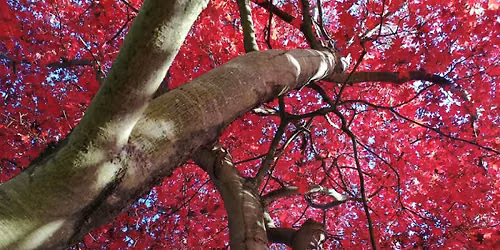 Autumn Colours Open Days @ Daws Hall Nature Reserve