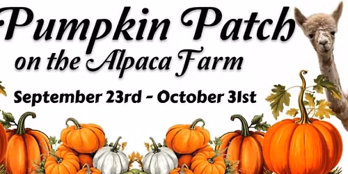 Pumpkin Patch on the Alpaca Farm