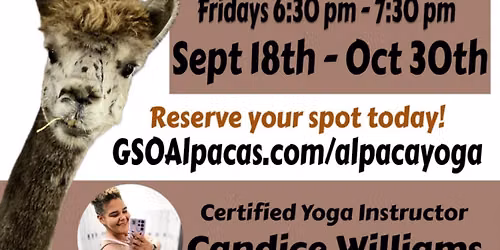 Alpaca Yoga