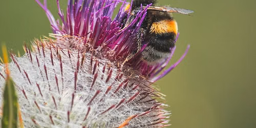 It's FALL Y'all -Thistle & BEE Fundraiser
