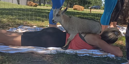 Goat Yogilates Class Outside on the Farm - bring your own mat