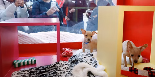 SF SPCA Holiday Windows at Macy's Union Square