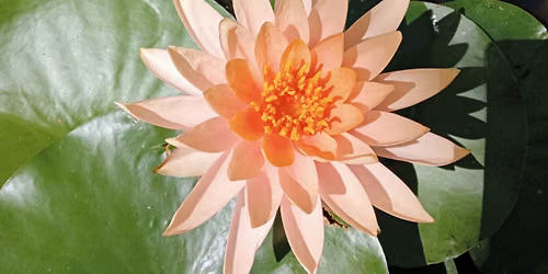 Personal Reiki sessions