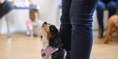 Puppy Training School SW1 Five-Week Course
