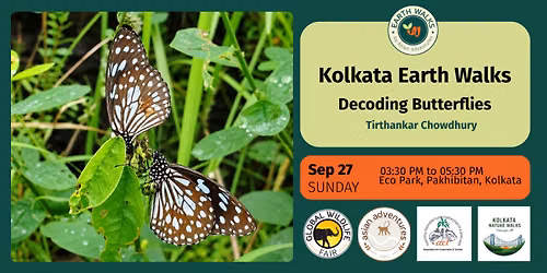 Decoding Butterflies