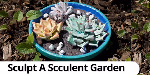 Sculpt A Succulent Garden