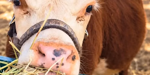 Private Cow Cuddles