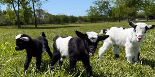 Baby Goat Snuggles